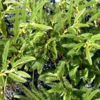 Cassia Nomame Extract Cassia Nomame Extract