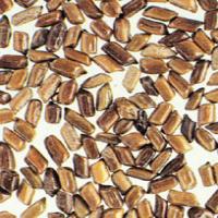 Cassia Seed extract(Semen Cassiae Extract) Cassia Seed extract(Semen Cassiae Extract)