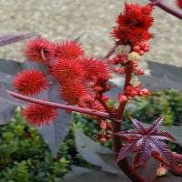 Castor Oil (ricinoleic acid ) Castor Oil (ricinoleic acid )