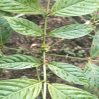 Cat's claw extract Cat's claw extract