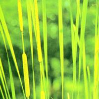 Cattail Pollen Extract(Pollen Typhae Extract) Cattail Pollen Extract(Pollen Typhae Extract)