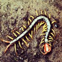 Centipede Extract(Scolopendra Extract) Centipede Extract(Scolopendra Extract)