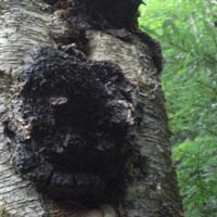 Chaga extract Chaga extract