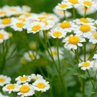 Chamomile Extract(Matricaria Extract) Chamomile Extract(Matricaria Extract)