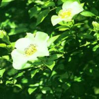 Cherokee Rose Fruit Extract Cherokee Rose Fruit Extract