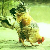 Chicken's Gizzard-skin Extract Chicken's Gizzard-skin Extract