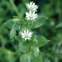 Chickweed extract Chickweed extract