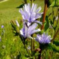 Chicory Root Extract Chicory Root Extract
