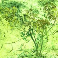 Chinese Asafetida Extract(Resina Ferulae Extract) Chinese Asafetida Extract(Resina Ferulae Extract)