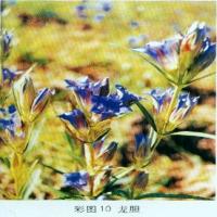 Chinese Gentian Root extract(Radix Gentianae Extract) Chinese Gentian Root extract(Radix Gentianae Extract)