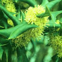 Chinese Holly Leaf Extract Chinese Holly Leaf Extract