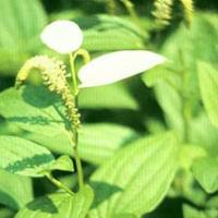 Chinese Lizardtail Rhizome Extract or Herb Extract Chinese Lizardtail Rhizome Extract or Herb Extract