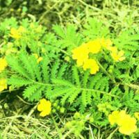 Chinese Cinquefoil Extract Chinese Cinquefoil Extract