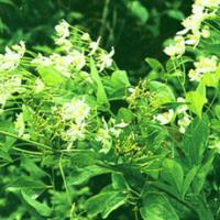Chinese Clematis Root Extract(Radix Clematidis Extract) Chinese Clematis Root Extract(Radix Clematidis Extract)