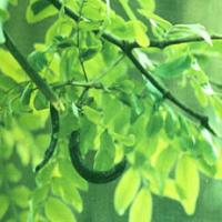 Chinese Honeylocust Abnormal Fruit Extract Chinese Honeylocust Abnormal Fruit Extract