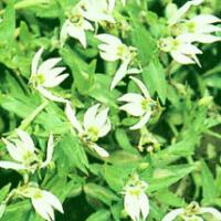 Chinese Lobelia Herb Extract Chinese Lobelia Herb Extract