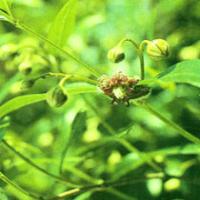 Chinese Silkvine Root-bark Extract Chinese Silkvine Root-bark Extract