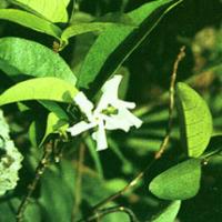 Chinese Starjasmine Stem Extract Chinese Starjasmine Stem Extract