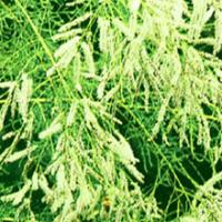 Chinese Tamarisk Twig Extract(Cacumen Tamaricis Extract) Chinese Tamarisk Twig Extract(Cacumen Tamaricis Extract)