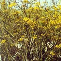 Chinese Thorowax Root Extract(Radix Bupleuri Extract) Chinese Thorowax Root Extract(Radix Bupleuri Extract)