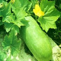 Chinese Waxgourd Peel Extract Chinese Waxgourd Peel Extract