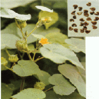 Chingma Abutilon Seed Extract(Semen Abutili Extract) Chingma Abutilon Seed Extract(Semen Abutili Extract)
