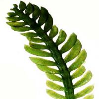 Chlorella Extract(green algae extract ) Chlorella Extract(green algae extract )