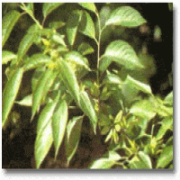 Chlorogenic Acid ( Eucommia Leaf extract, Honeysuckle Flower extract,Green Coffee Bean extract) Chlorogenic Acid ( Eucommia Leaf extract, Honeysuckle Flower extract,Green Coffee Bean extract)