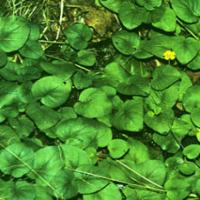 Christina Loosestrife Extract(Herba Lysimachiae Extract) Christina Loosestrife Extract(Herba Lysimachiae Extract)