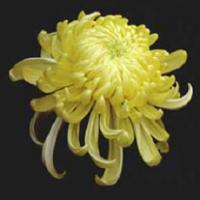 Chrysanthemum Extract Chrysanthemum Extract