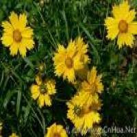 Chrysanthemum Yellow Pigment Chrysanthemum Yellow Pigment