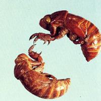 Cicada Slough Extract(Periostracum Cicadae Extract) Cicada Slough Extract(Periostracum Cicadae Extract)