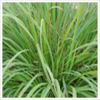 Citronella Essential Oil Citronella Essential Oil