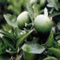 Synephrine(Citrus Aurantium Extract) Synephrine(Citrus Aurantium Extract)