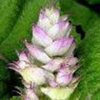 Clary Sage Oil(Clary Sage extract) Clary Sage Oil(Clary Sage extract)