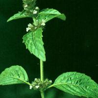 Clinopodium Herb Extract(Herba Clnopodii Extract) Clinopodium Herb Extract(Herba Clnopodii Extract)