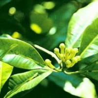 Clove Extract(Flos Caryophylli Extract) Clove Extract(Flos Caryophylli Extract)