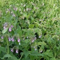 Comfrey Extract Comfrey Extract