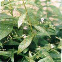 Common Andrographis Herb extract(Herba Andrographitis Extract) Common Andrographis Herb extract(Herba Andrographitis Extract)