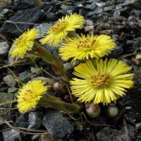 Common Coltsfoot Flower extract(Flos Farfarae extract) Common Coltsfoot Flower extract(Flos Farfarae extract)
