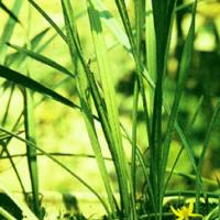 Common Curculigo Rhizome Extract(Rhizoma Curculiginis Extract) Common Curculigo Rhizome Extract(Rhizoma Curculiginis Extract)