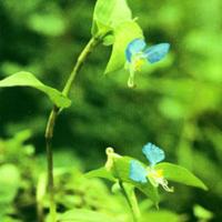Common Dayflower Herb Extract(Herba Commelinae Extract) Common Dayflower Herb Extract(Herba Commelinae Extract)