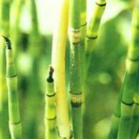 Common Scouring Rush Herb Extract(Herba Equiseti Hiemalis Extract) Common Scouring Rush Herb Extract(Herba Equiseti Hiemalis Extract)