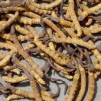 Cordyceps Mycelia Extract Cordyceps Mycelia Extract