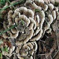 Coriolus versicolor Extract Coriolus versicolor Extract