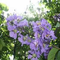 Corosolic Acid(Banaba leaf extract) Corosolic Acid(Banaba leaf extract)