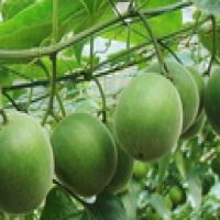 Corsvenor Momordica Fruit Extract Corsvenor Momordica Fruit Extract