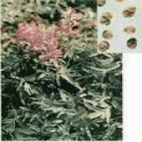 Corydalis Extract(yanhusuo W. T. Wang Extract) Corydalis Extract(yanhusuo W. T. Wang Extract)
