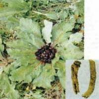 Costusroot Extract(Radix aucklandiae extract) Costusroot Extract(Radix aucklandiae extract)
