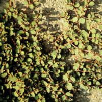 Creeping Euphorbia Extract(Herba Euphorbiae Humifusae Extract) Creeping Euphorbia Extract(Herba Euphorbiae Humifusae Extract)